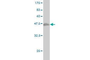 Western Blot detection against Immunogen (37. (SENP6 抗体  (AA 1-110))