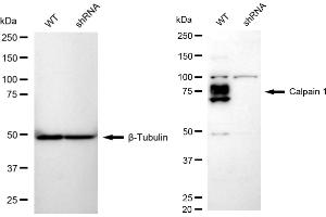 Western blotting analysis using Calpain 1 antibody (ABIN7797846). (Recombinant CAPN1 抗体)