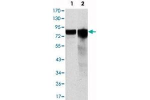 Western blot analysis using GYS1 monoclonal antibody, clone 3A7  against HeLa (1) and HEK293 (2) cell lysate. (Glycogen Synthase 1 抗体)