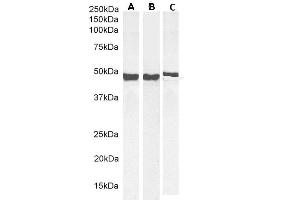 (ABIN185730) (0. (GFAP 抗体  (C-Term))