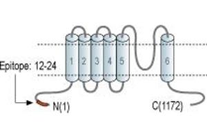 Representative domain view of the target of ABIN7043817.