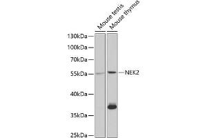 Western blot analysis of extracts of various cell lines, using NEK2 antibody (ABIN6132408, ABIN6144517, ABIN6144519 and ABIN6220992) at 1:1000 dilution. (NEK2 抗体  (AA 1-135))