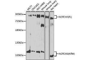 Western blot analysis of extracts of various cell lines, using NOTCH3 antibody (ABIN6134401, ABIN6144738, ABIN6144739 and ABIN6217553) at 1:1000 dilution. (NOTCH3 抗体  (C-Term))