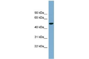 Western Blotting (WB) image for anti-Solute Carrier Family 2 (Facilitated Glucose Transporter) Member 8 (SLC2A8) (Middle Region) antibody (ABIN2781642)
