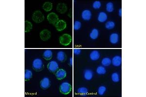 Immunofluorescence staining of fixed U937 cells with anti-IL-6 receptorantibody rhPM-1 (Tocilizumab).