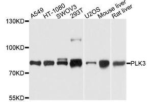Western blot analysis of extracts of various cell lines, using PLK3 antibody. (PLK3 抗体  (AA 487-646))