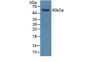 Detection of GFRa1 in Porcine Brain Tissue using Polyclonal Antibody to Glial Cell Line Derived Neurotrophic Factor Receptor Alpha 1 (GFRa1) (GFRA1 抗体  (AA 239-350))