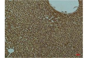 Immunohistochemistry (IHC) analysis of paraffin-embedded Rat Liver Tissue using PI3 Kinase P85 alpha Mouse Monoclonal Antibody diluted at 1:200. (PIK3R1 抗体)