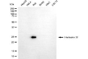 anti-Interleukin 32 (IL32) antibody