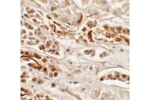 Immunohistochemistry of NKX2-2 in human kidney tissue with NKX2-2 antibody at 2. (Nkx2-2 抗体  (Middle Region))