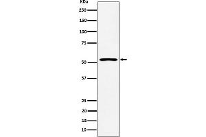 Western blot analysis of SAMM50 expression in HepG2 cell lysate.