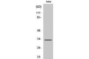 Western Blotting (WB) image for anti-ELOVL Fatty Acid Elongase 1 (ELOVL1) (Internal Region) antibody (ABIN3184464)