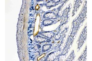 ANGPTL2 was detected in paraffin-embedded sections of rat intestine tissues using rabbit anti- ANGPTL2 Antigen Affinity purified polyclonal antibody (Catalog # ) at 1 µg/mL. (ANGPTL2 抗体  (Middle Region))