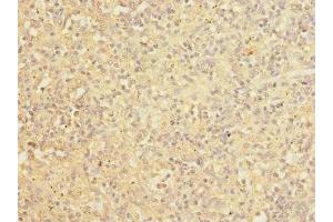 Immunohistochemistry of paraffin-embedded human spleen tissue using ABIN7148013 at dilution of 1:100 (COPB2 抗体  (AA 657-906))