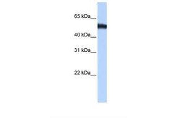 ZNF486 抗体  (C-Term)