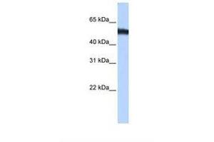 Image no. 1 for anti-Zinc Finger Protein 486 (ZNF486) (C-Term) antibody (ABIN6739338) (ZNF486 抗体  (C-Term))