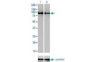 Western blot analysis of GOLGA5 over-expressed 293 cell line, cotransfected with GOLGA5 Validated Chimera RNAi (Lane 2) or non-transfected control (Lane 1). (GOLGA5 抗体  (AA 2-99))