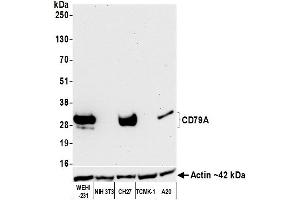 Western Blotting (WB) image for anti-B-cell antigen receptor complex-associated protein alpha chain (CD79A) (AA 176-226) antibody (ABIN7454005) (Recombinant CD79a 抗体  (AA 176-226))
