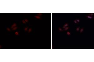 ABIN6269161 staining HepG2? (CREB1 抗体  (Internal Region))