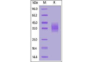SDS-PAGE (SDS) image for C-Type Lectin Domain Family 12, Member A (CLEC12A) (AA 65-269) protein (His tag) (ABIN7013176)