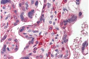 Human Placenta (formalin-fixed, paraffin-embedded) stained with SIRPA antibody ABIN214476 at 2. (SIRPA 抗体  (C-Term))