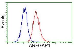 Image no. 4 for anti-ADP-Ribosylation Factor GTPase Activating Protein 1 (ARFGAP1) antibody (ABIN1496683) (ARFGAP1 抗体)