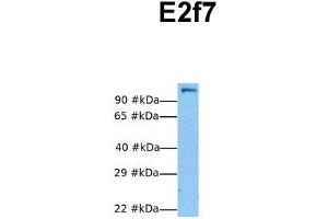 Host:  Rabbit  Target Name:  E2f7  Sample Tissue:  Human NIH-3T3  Antibody Dilution:  1. (E2F7 抗体  (N-Term))