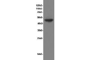 Western Blotting (WB) image for anti-Enolase 1 (ENO1) antibody (ABIN5958196) (ENO1 抗体)