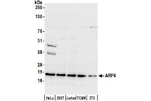 anti-ADP-Ribosylation Factor 6 (ARF6) (AA 125-175) antibody