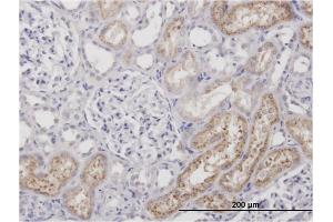 Immunoperoxidase of monoclonal antibody to AMBP on formalin-fixed paraffin-embedded human kidney. (AMBP 抗体)