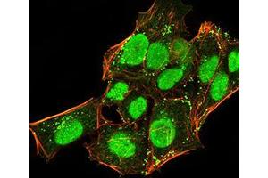 Immunofluorescence analysis of Hela cells using CBX5 mouse mAb (green). (CBX5 抗体  (AA 1-191))