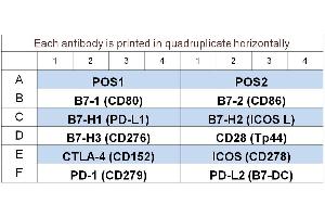 Image no. 1 for Human Immune Checkpoint Molecule Array 1 (ABIN4956064) (人 Immune Checkpoint Molecule Array 1)