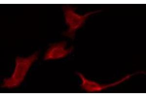 ABIN6276090 staining Hela by IF/ICC. (OR52E1 抗体  (Internal Region))