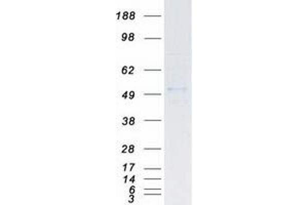 SKP2 Protein (Transcript Variant 1) (Myc-DYKDDDDK Tag)