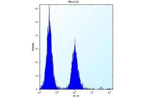 Flow cytometric analysis of Neuro-2a cells using KAT2A / GCN5L2 Antibody (C-term) Cat. (KAT2A 抗体  (C-Term))