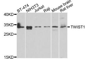 Western blot analysis of extracts of various cells, using TWIST1 antibody. (TWIST1 抗体)