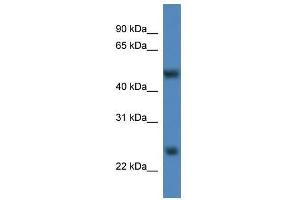 Mettl4 antibody used at 0. (METTL4 抗体  (C-Term))