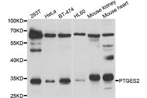 Western blot analysis of extracts of various cell lines, using PTGES2 antibody. (PTGES2 抗体)