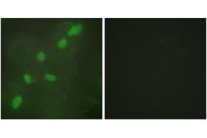 Immunofluorescence (IF) image for anti-Heterogeneous Nuclear Ribonucleoprotein A2/B1 (HNRNPA2B1) (AA 1-50) antibody (ABIN2889424) (HNRNPA2B1 抗体  (AA 1-50))
