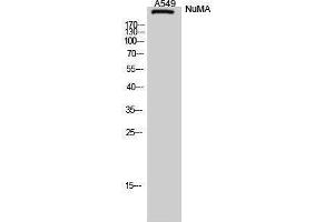 Western Blotting (WB) image for anti-Nuclear Mitotic Apparatus Protein 1 (NUMA1) (N-Term) antibody (ABIN3185976) (NUMA1 抗体  (N-Term))