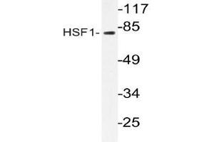 Western blot (WB) analyzes of HSF1 antibody in extracts from RAW264. (HSF1 抗体)