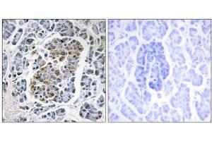 Immunohistochemistry analysis of paraffin-embedded human pancreas tissue using MtSSB antibody. (SSBP1 抗体  (C-Term))