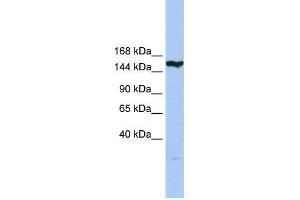 CASP8AP2 antibody used at 0. (FLASH 抗体  (N-Term))