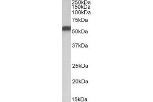 ABIN1781851 (1µg/ml) staining of HepG2 nuclear lysate (35µg protein in RIPA buffer).