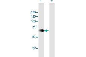 Western Blot analysis of NFIL3 expression in transfected 293T cell line by NFIL3 MaxPab polyclonal antibody. (NFIL3 抗体  (AA 1-462))