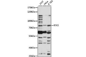 Western blot analysis of extracts of various cell lines, using RFX3 antibody (ABIN6291671) at 1:1000 dilution. (RFX3 抗体)