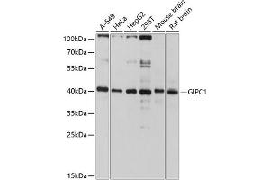 Western blot analysis of extracts of various cell lines, using GIPC1 antibody (ABIN6127955, ABIN6141093, ABIN6141094 and ABIN6214840) at 1:3000 dilution. (GIPC1 抗体  (AA 1-333))