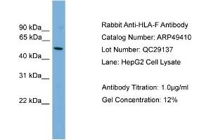 WB Suggested Anti-HLA-F  Antibody Titration: 0. (HLA-F 抗体  (N-Term))