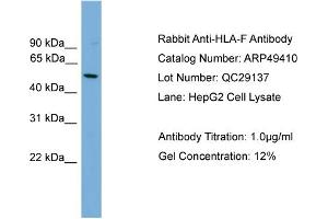 WB Suggested Anti-HLA-F  Antibody Titration: 0. (HLA-F 抗体  (N-Term))