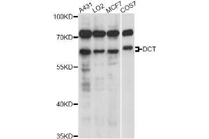 Western blot analysis of extracts of various cell lines, using DCT antibody (ABIN6291511) at 1:1000 dilution. (DCT 抗体)